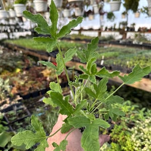 Pelargonium ‘rober’s lemon rose’! Scented Geranium!