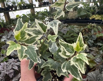 Ivy - Hedera helix ‘mini esther’ - white variegated ivy