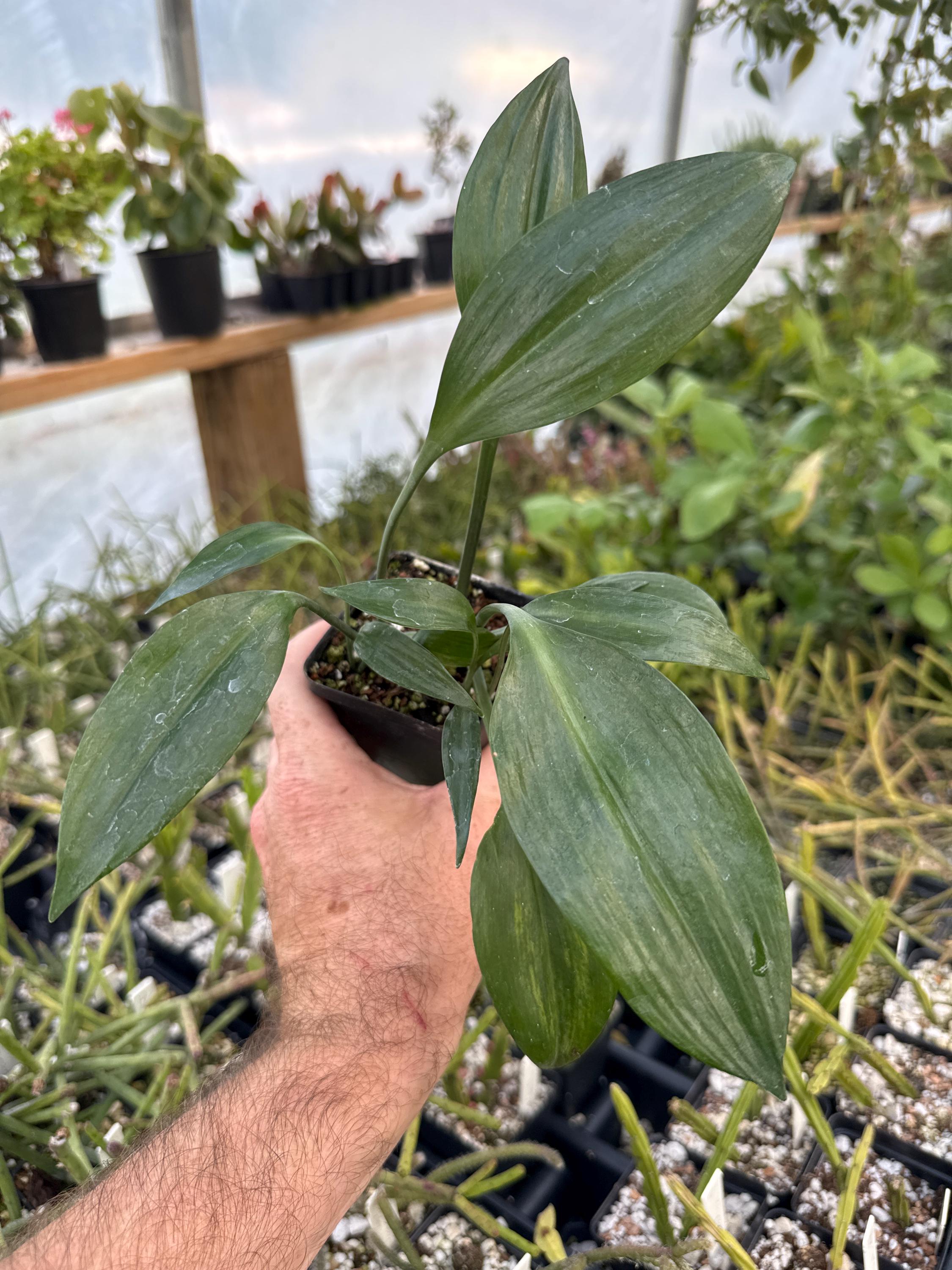 Caliphruria Korsakofii- “mini Eucharis Lily”- Rare Tropical Bulb