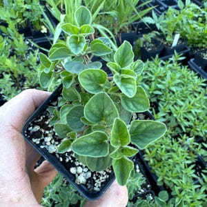 May include: A small potted oregano plant with vibrant green, rounded leaves growing in a square black plastic container filled with soil and perlite. The plant features multiple stems with soft, textured foliage, showcasing a healthy appearance.
