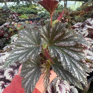 Begonia ‘miniperba’