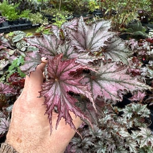 May include: A close-up of a begonia plant with large, textured leaves. The leaves display a striking color gradient, transitioning from deep burgundy to pale pink and silver. The edges of the leaves are jagged, adding to the plant's unique appearance. The plant is held in a hand.