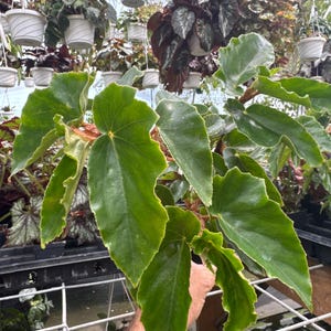 Begonia odeteiantha Venezuelan form