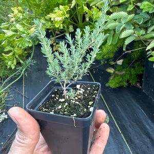 May include: A small, young lavender plant with silvery-green, needle-like leaves growing in a square, black plastic nursery pot filled with dark potting soil and small white perlite particles, viewed from a slightly elevated angle.