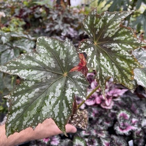 Begonia deliciosa
