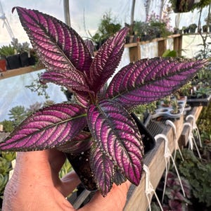 May include: A Persian Shield plant in a small black plastic pot. The plant features lance-shaped leaves with a vibrant, metallic purple center and dark green, serrated edges. The foliage has a distinct, textured, and veined appearance throughout.