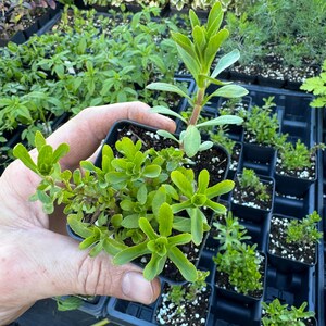 Rau om! Limnophylla aromatica! Hard to find herb from Vietnam
