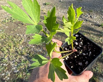 Lovage - 2.5 inch pot