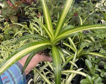 Spider Plant - Chlorophytum commosum ‘HAWAIIAN’!