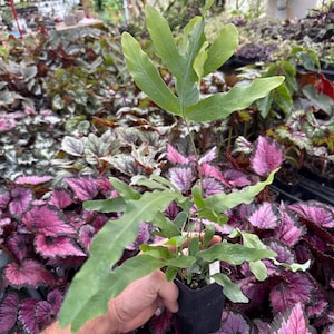 Blue star fern
