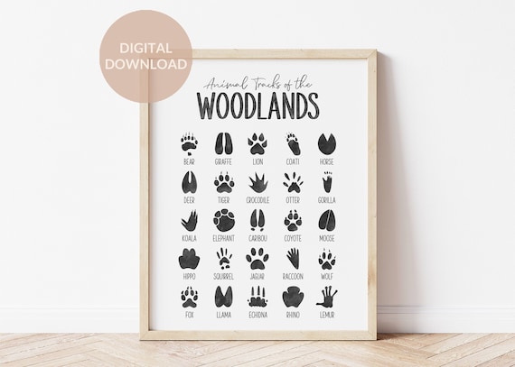 Woodland Animal Tracks Printable Animal Footprints Animal - Etsy