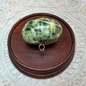 Puede incluir: Una concha decorativa con patrones verdes y blancos, colocada sobre una base redonda de madera marrón oscuro. La concha tiene un lazo dorado. La base de madera tiene un borde elevado.