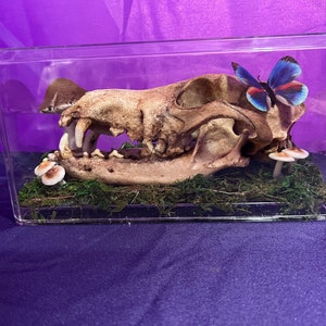 May include: A clear glass display case with a wolf skull, a blue butterfly, and small white mushrooms. The skull is positioned on a bed of moss.