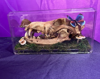 Coyote Skull Art: Butterfly, Mushrooms, Moss - Cottagecore Oddity