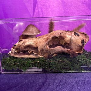 Oddity Art - Bone Art - Skull Art - Fur - Bones - Skull - Bees - Feathers - Cottagecore - Goblincore - Oddity - Coyote Skull - Mushrooms