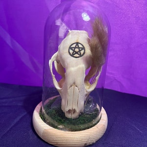 Raccoon Skull - Pentacle - Decorated Raccoon Skull - Oddities Art - Raccoon Skull Decor - Witchy - Skull - Witch - Witchcraft - Laser Etch