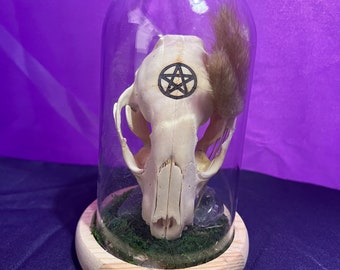 Laser Etched Raccoon Skull with Pentacle - Witchy Oddities Art