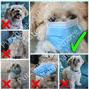 Dog in Mask Safety Poster 16x20