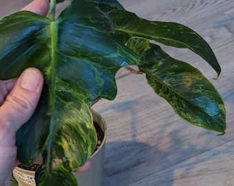 Philodendron Golden dragon variegated - lime green mottled patterns!