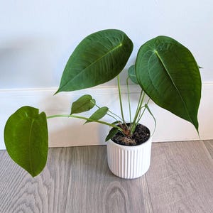 May include: A potted houseplant with large, heart-shaped, deep green leaves featuring prominent veins. The plant is housed in a cylindrical white ceramic pot with vertical ribbed texture, containing dark soil visible at the base of the stems.