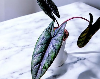 Alocasia Scalprum Plant, Dark Textured Leaves, 4" Pot
