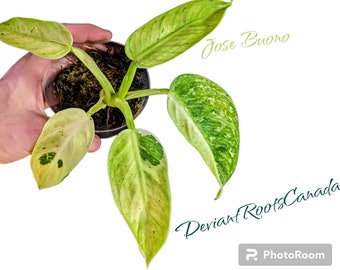 RARE JOSE BUONO Mint Variegated 4" *fully Rooted & established*