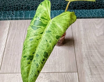 Parisio Verde Philodendron