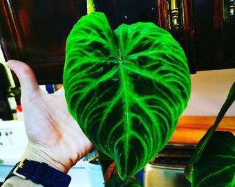 RARE Philodendron Verrucosum