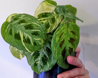 snake plant images Serpent's Charm Snake Plant