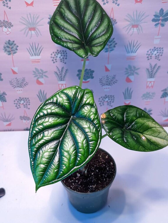 Alocasia DRAGON SCALE (GREEN) - Rare Plant! - Etsy Canada