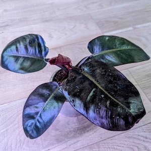 Black Cardinal Philodendron - Etsy Canada