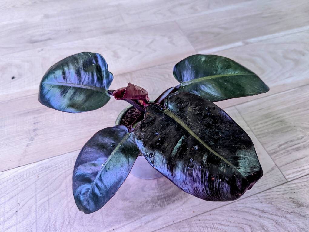 albo zz plant ZZ Plant, 14"