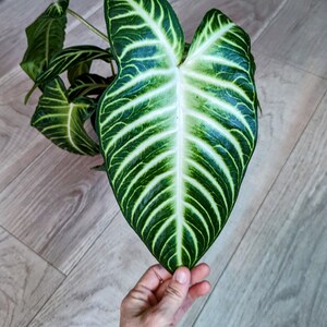 HUGE Xanthosoma Lindenii Magnificum Rare Caladium/Xanthosoma image 3