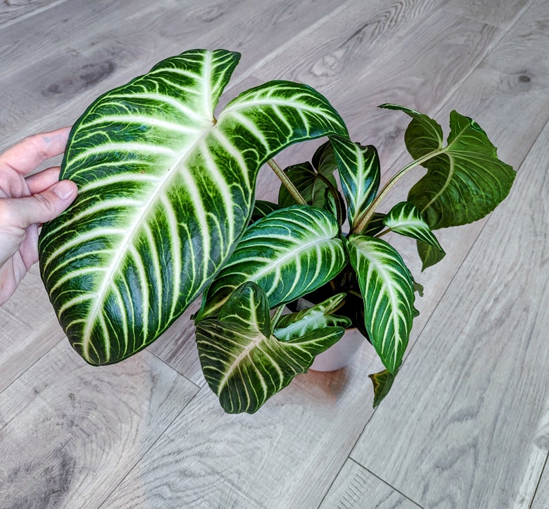 HUGE Xanthosoma Lindenii Magnificum Rare Caladium/Xanthosoma image 1