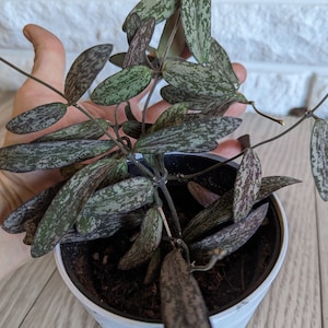 HOYA - variétés assorties !!