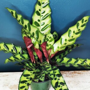 Calathea Rattlesnake Prayer Plant