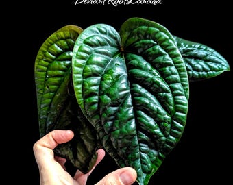 ANTHURIUM LUXURIANS x RADICANS - extremely rare hybrid, fully rooted plant.