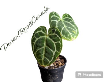 Anthurium clarinervium