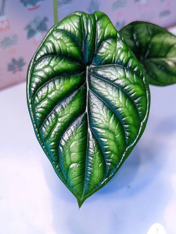『SALE』Alocasia Dragon Scale var (TC) 2-8 Alocasia Baginda 