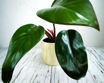 Philodendron RED Congo