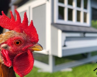 Hen House. Chicken Coop with Outdoor Chicken Run 4m x 2 m. Superior Quality Chicken Coop. Holds 5-15 chickens. [VIDEO in description]