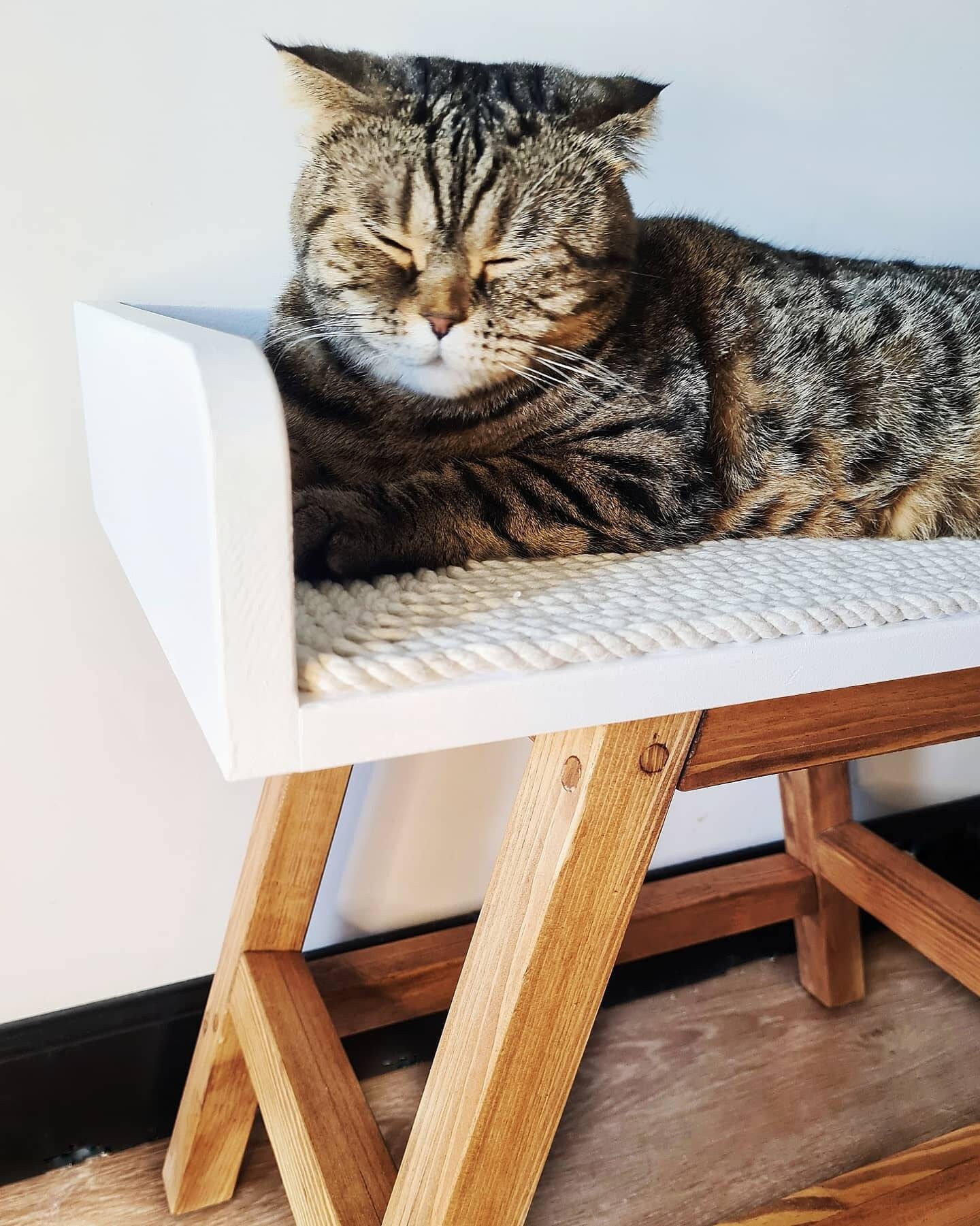 Katzenhocker Haustierbett Kratzer Kratzer Katzenmöbel aus - Il Fullxfull.3161454014 O8fh