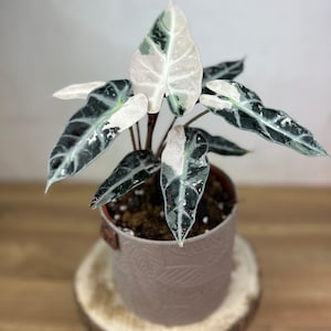 Alocasia Bambino Pink Blumenzwiebeln Selten Zimmerpflanze Bonsai Gartenarbeit Indoor Outdoor