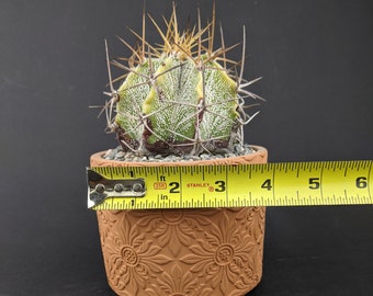 Astrophytum Ornatum Yellow Variegated, Monk's Hood, Star Cactus, Ornamented Bishop's Cap, 4" pot.     (Mar-54)