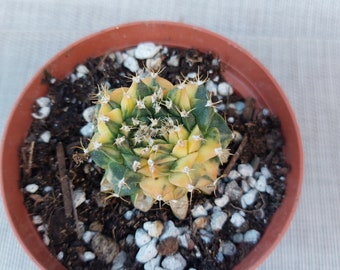 Obregonia Denegrii Variegated Grafted, Artichoke Cactus. 4" pot. (#1433)