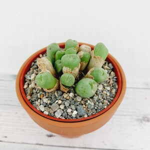 Conophytum Truncatum Subglobosum. 2 pot. 1113 image 5