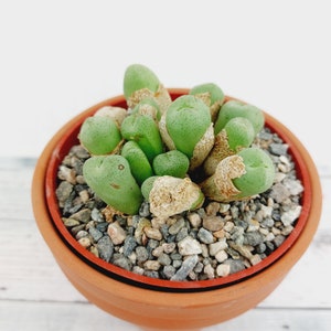 Conophytum Truncatum Subglobosum. 2 pot. 1113 image 4