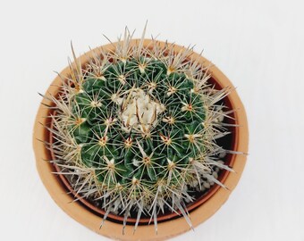 Old Stenocactus Erectocentrus L738 5 de Mayo,  Echinofossulocactus Erectocentrus, Brain cactus. 4" pot.