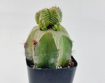 Trichocereus Pasacana XL no ariocarpus copiapoa aztekium cactus kakteen