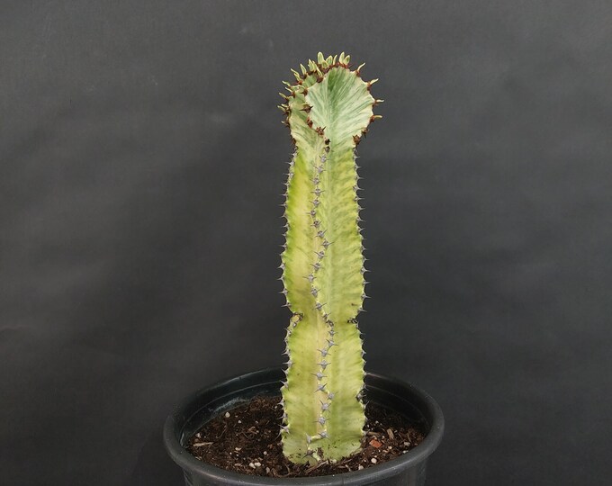 Euphorbia Ammak Variegated, Candelabra Spurge. 23 27 Tall. C Etsy